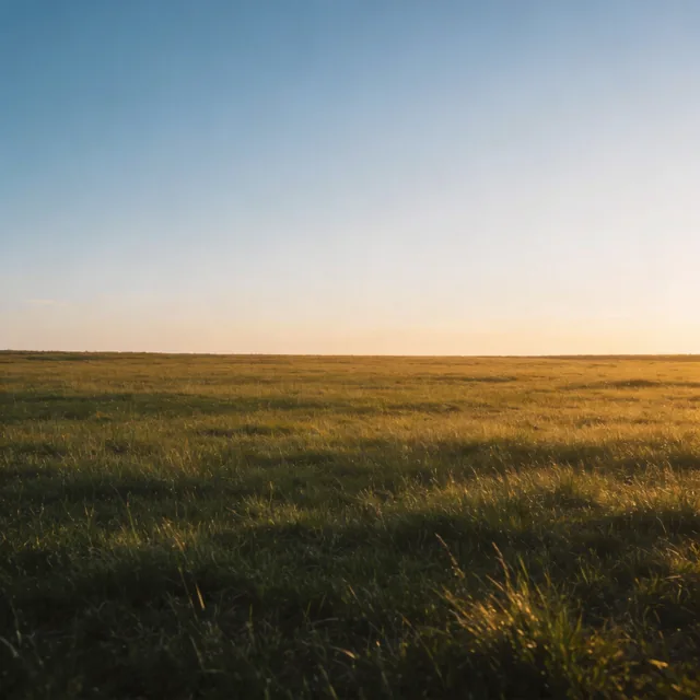 Open field