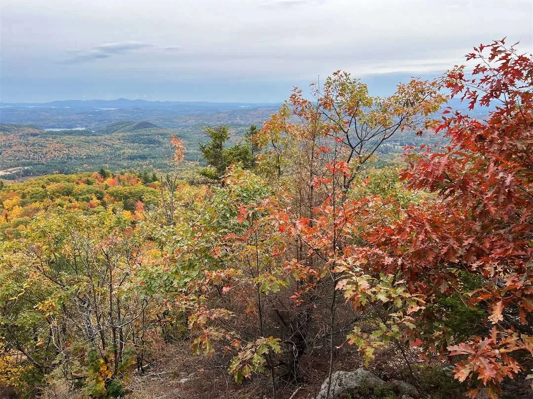 A photograph looking down a hill shows forested hills dotted with patches of yellow, orange, and red. An oak tree with rusty red leaves is visible on the right side of the image.